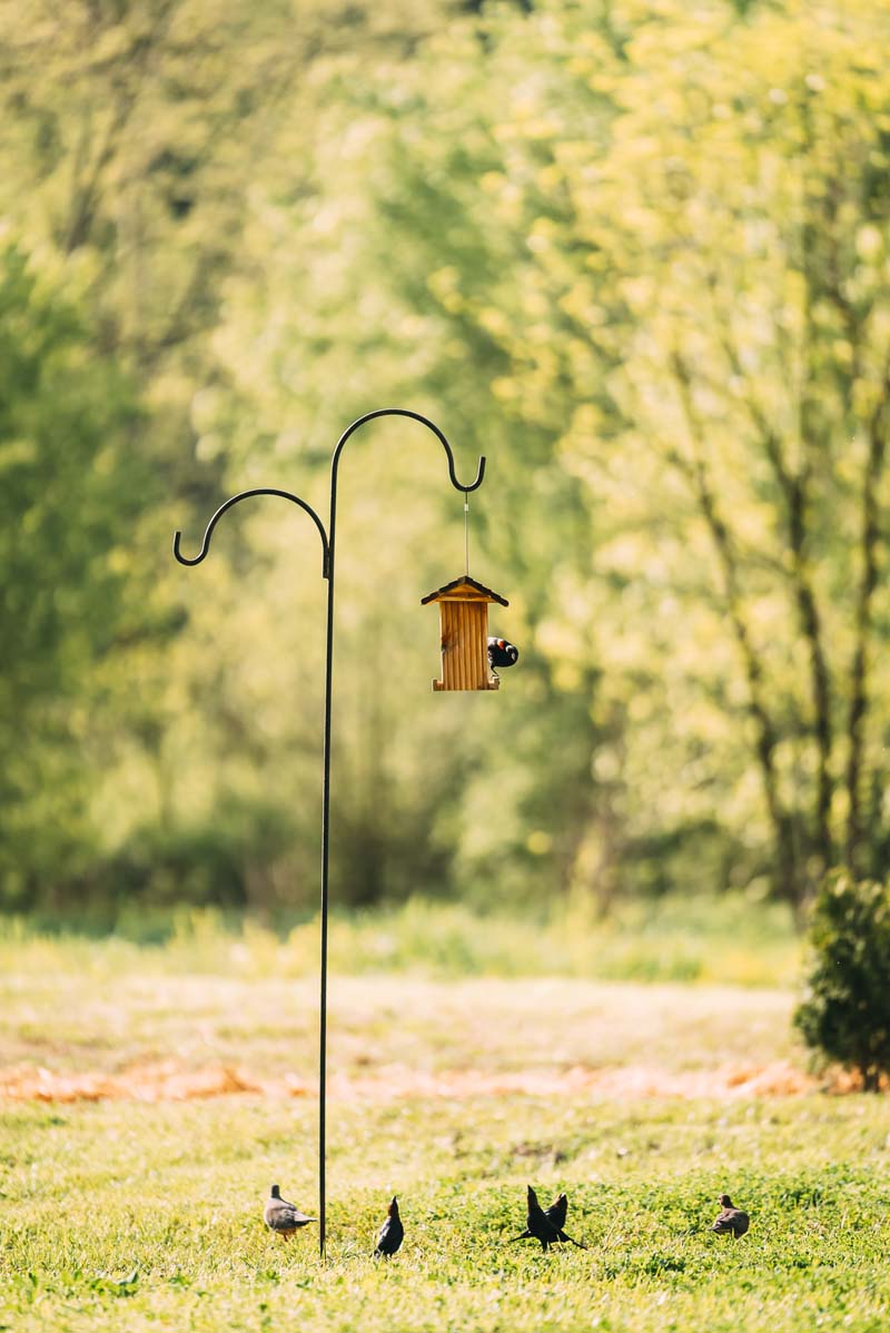 bird feeder in lawn area